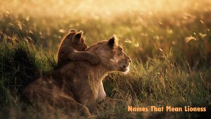 Read more about the article Names That Mean Lioness: Exploring Powerful Names for Girls