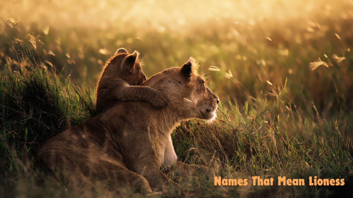 Names That Mean Lioness