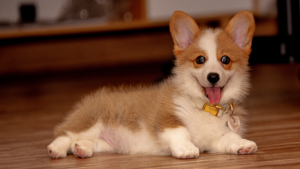 Read more about the article Puppygirlxd: Understanding This Viral Internet Phenomenon